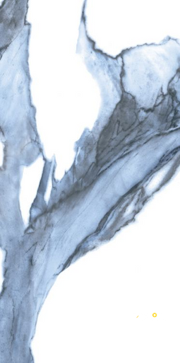 CALACATTA BLUE POLISHED 12" X 24" - 2