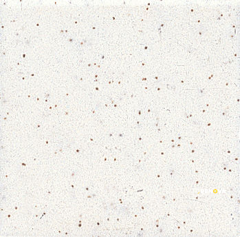 UNGLAZED MOSAICS MATTE STRAIGHT JOINT 2X2 GRP1 - 12X24 - 2